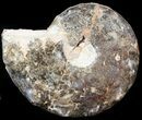 Bargain Mammites Ammonite - Goulmima, Morocco #44647-1